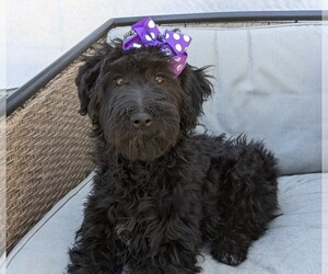 Aussiedoodle Puppy for sale in CABOOL, MO, USA