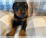 Small Photo #10 Doberman Pinscher Puppy For Sale in PLYMOUTH, MA, USA