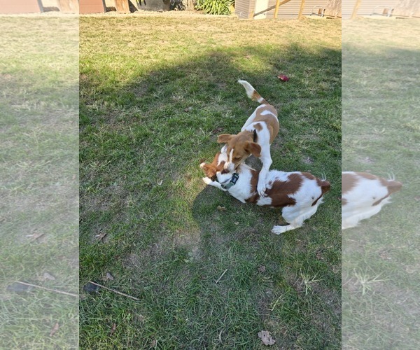 Medium Photo #6 Brittany-Unknown Mix Puppy For Sale in Curwensville, PA, USA