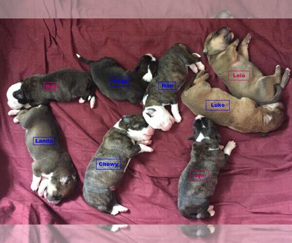 Medium Photo #5 Bogle Puppy For Sale in Tampa, FL, USA