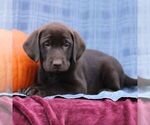 Small #1 Labrador Retriever