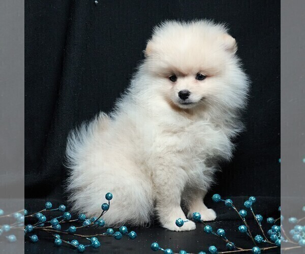Medium Photo #7 Pomeranian Puppy For Sale in ROCK VALLEY, IA, USA