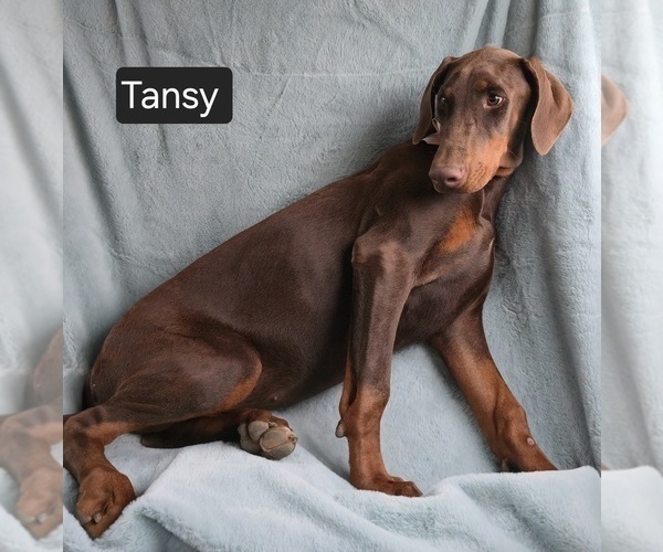 Medium Photo #4 Doberman Pinscher Puppy For Sale in POMEROY, OH, USA