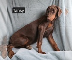 Small #3 Doberman Pinscher