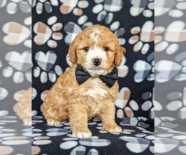 Medium Photo #2 Cocker Spaniel-Poodle (Miniature) Mix Puppy For Sale in NEW HOLLAND, PA, USA