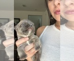 Small #14 French Bulldog