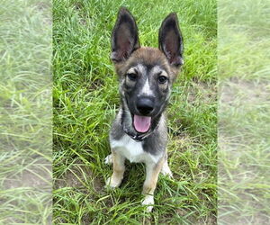 Huskies -Unknown Mix Dogs for adoption in Imlay City, MI, USA
