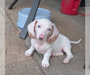 Dachshund Dogs for adoption in Sioux Falls, SD, USA