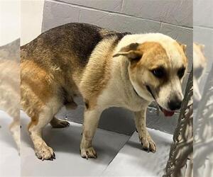 Main medium Rescue Organization Photo