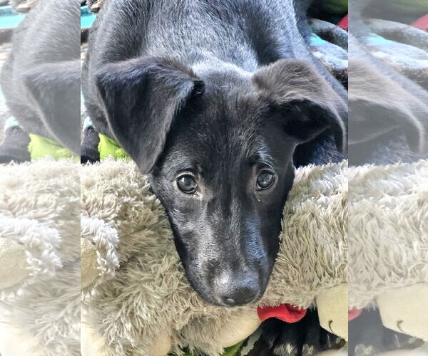 Medium Photo #10 German Shepherd Dog-Unknown Mix Puppy For Sale in Royal Palm Beach, FL, USA