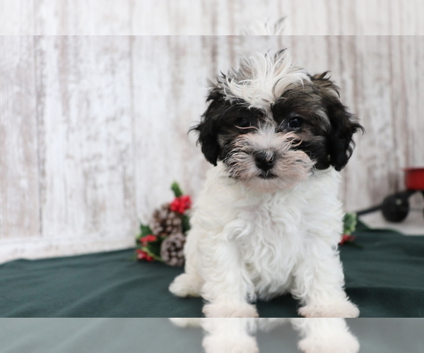 Medium Photo #3 Havanese Puppy For Sale in SHILOH, OH, USA