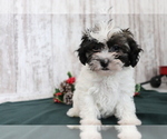 Small Photo #3 Havanese Puppy For Sale in SHILOH, OH, USA