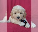 Small Photo #6 Bichpoo Puppy For Sale in LANCASTER, PA, USA