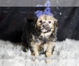 Medium YorkiePoo