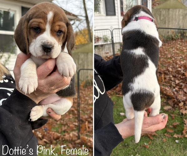 Medium Photo #5 Beagle Puppy For Sale in BROWNSVILLE, OR, USA