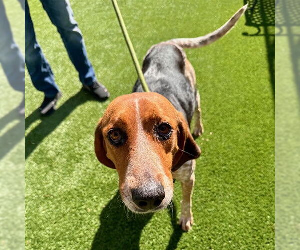 Medium Photo #1 Bluetick Coonhound Puppy For Sale in Murfreesboro, TN, USA