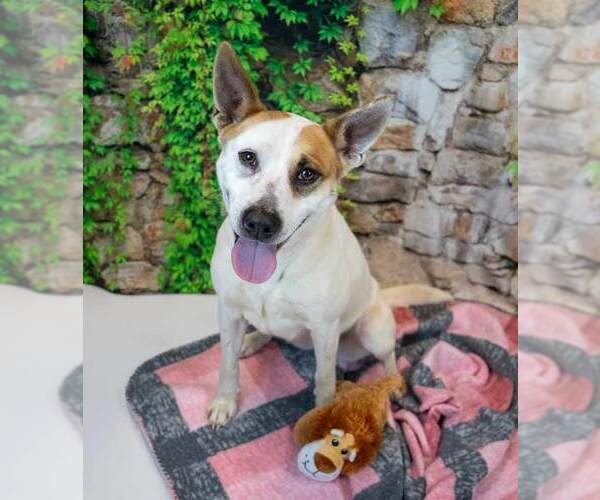 Medium Photo #2 Mutt Puppy For Sale in Kennesaw, GA, USA