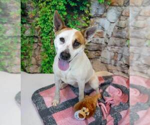 Mutt Dogs for adoption in Kennesaw, GA, USA