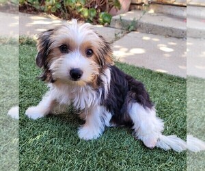 Yorkipoo Puppy for Sale in LAKESIDE, California USA