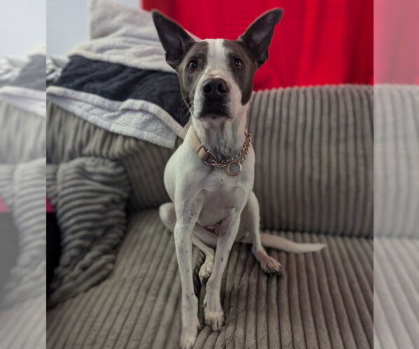 Medium Photo #1 Mutt Puppy For Sale in Vail, AZ, USA