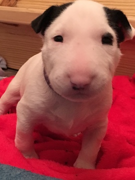 Medium Photo #2 Bull Terrier Puppy For Sale in FLORENCE, KY, USA