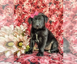 Borador-Labrador Retriever Mix Puppy for sale in OXFORD, PA, USA