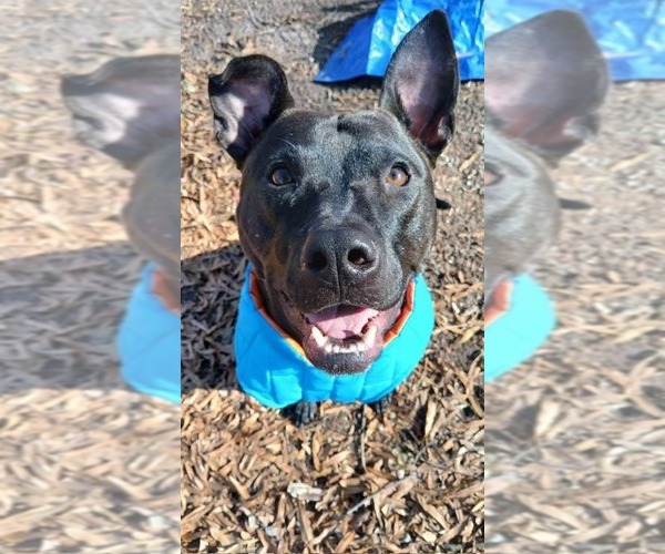 Medium Photo #1 Mutt Puppy For Sale in Holly Springs, NC, USA