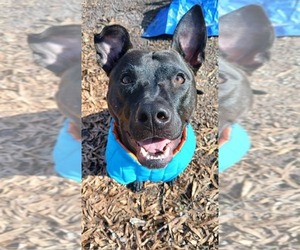 Mutt Dogs for adoption in Holly Springs, NC, USA