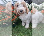 Puppy Aqua Goldendoodle