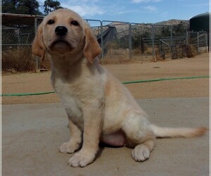 Labrador Retriever Puppy for sale in CALIENTE, CA, USA