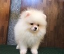 Small Photo #11 Pomeranian Puppy For Sale in LOS ANGELES, CA, USA