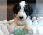 Small #1 Bernedoodle