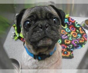 Pug Dogs for adoption in Orange, CA, USA