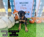 Small Photo #10 Doberman Pinscher Puppy For Sale in COMANCHE, OK, USA