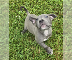 American Pit Bull Terrier-American Staffordshire Terrier Mix Dogs for adoption in Frankenmuth, MI, USA
