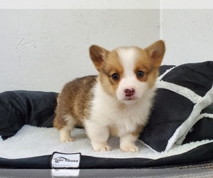 Pembroke Welsh Corgi Puppy for sale in CLARK, MO, USA