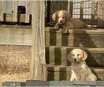 Small Photo #4 Goldendoodle Puppy For Sale in FYFFE, AL, USA