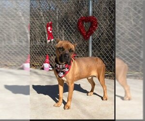 Boxer-Unknown Mix Dogs for adoption in Charlotte, NC, USA