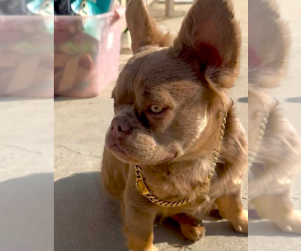 Medium Photo #1 French Bulldog Puppy For Sale in MORENO VALLEY, CA, USA
