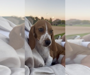 Beagle Puppy for sale in CASTLE PINES, CO, USA