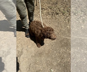Double Doodle Puppy for sale in LOUISA, VA, USA