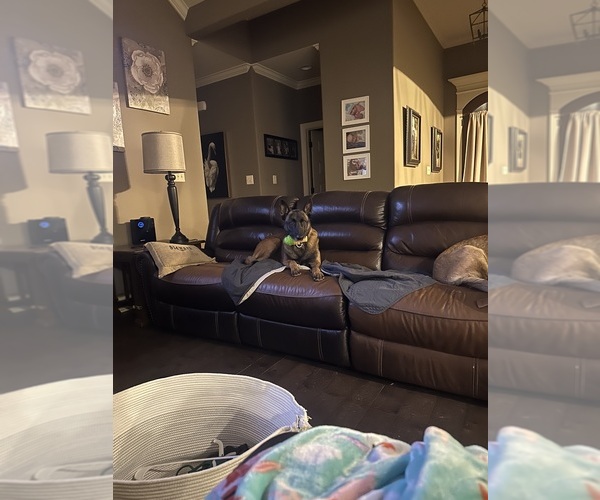 Medium Photo #3 Belgian Malinois Puppy For Sale in ATHENS, AL, USA