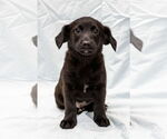 Poppy - Female Labrador Retriever Dog for Adoption - Small photo