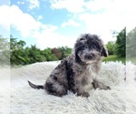 Small Photo #3 Aussiedoodle Miniature  Puppy For Sale in COLLEGE STA, TX, USA
