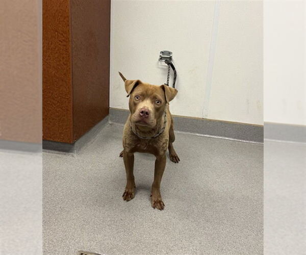 Medium Photo #2 American Pit Bull Terrier-Unknown Mix Puppy For Sale in Rancho Cucamonga, CA, USA