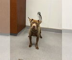 Small #1 American Pit Bull Terrier Mix