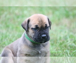 Small #4 Boerboel