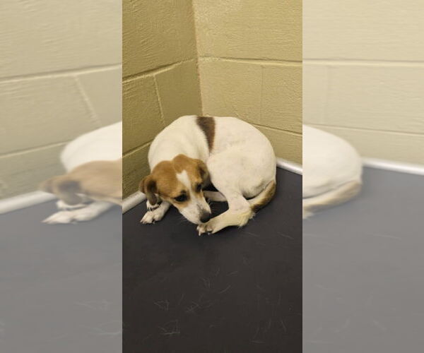 Medium Photo #3 Jack-A-Bee Puppy For Sale in Aurora, IN, USA