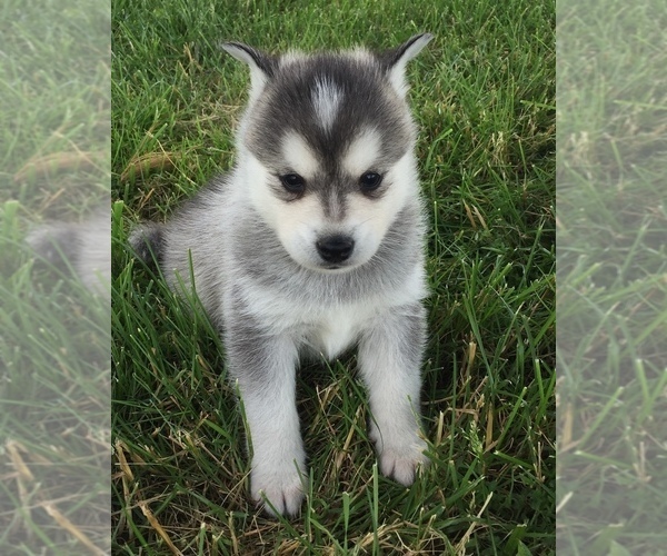 Medium Photo #15 Alaskan Klee Kai Puppy For Sale in WINCHESTER, OH, USA