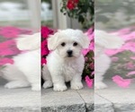 Small #4 Coton de Tulear